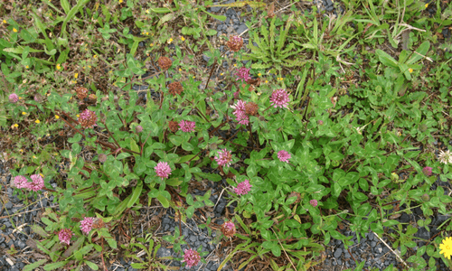 red clover grouped